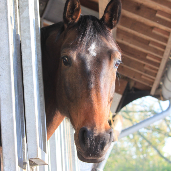 Paardencoachen