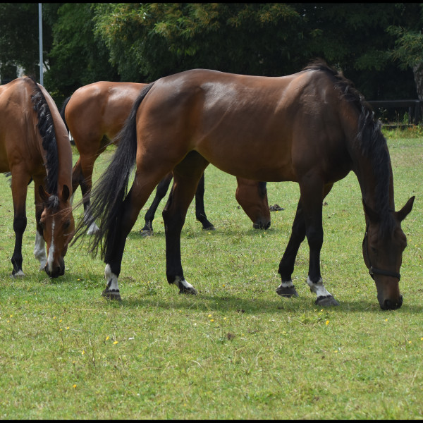 Paardencoachen